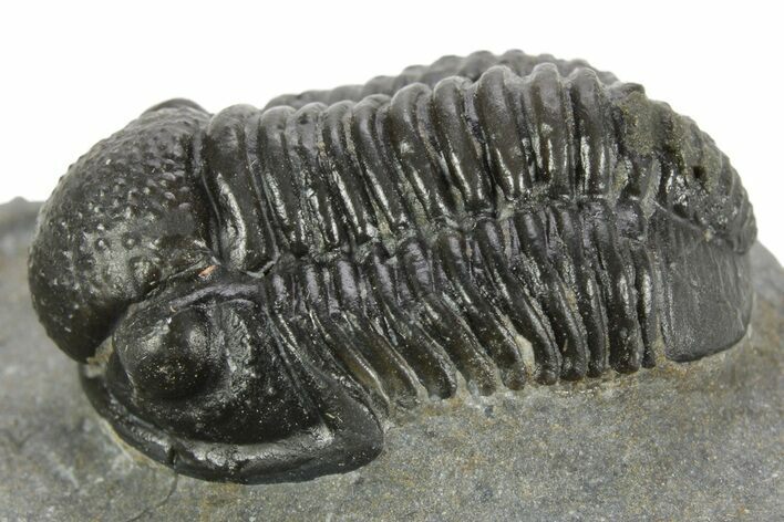 Detailed Gerastos Trilobite Fossil - Morocco #377248
